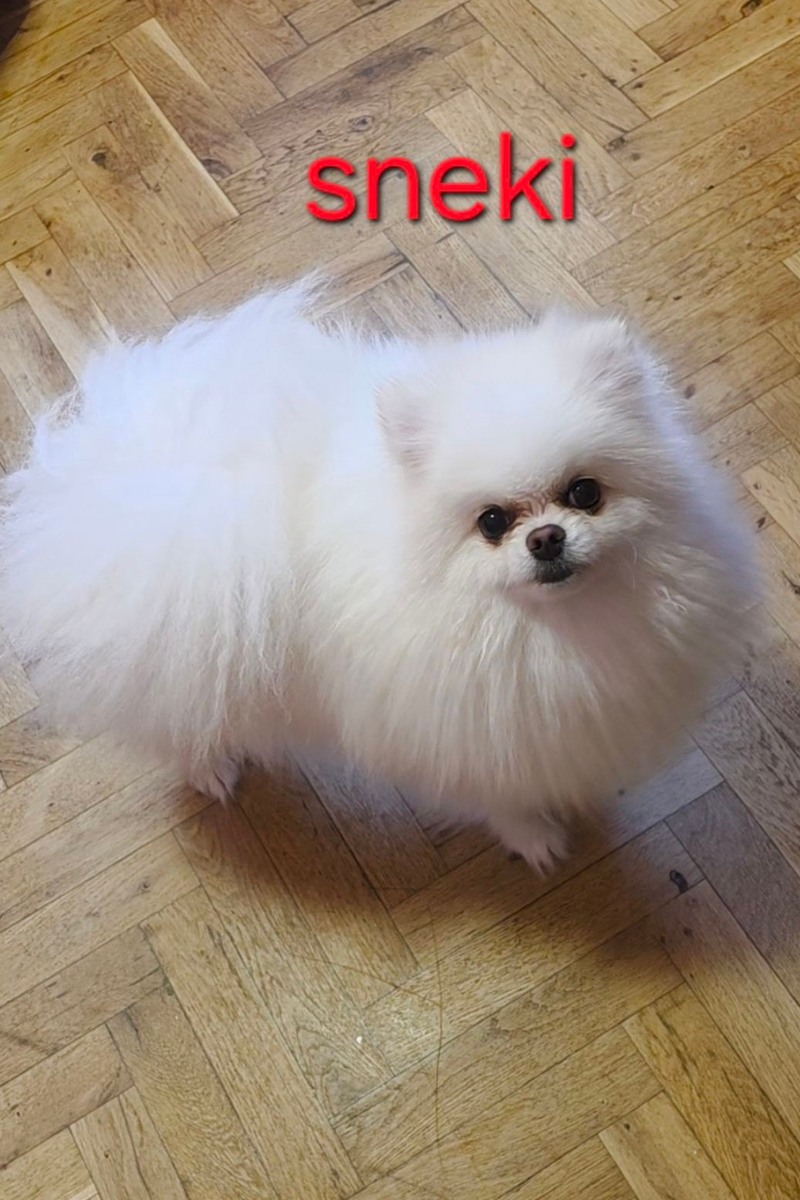 Sneki 600e