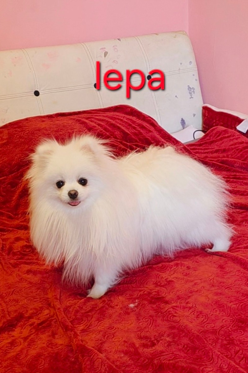 Lepa 800€ 1 godinu ima super kvalitet