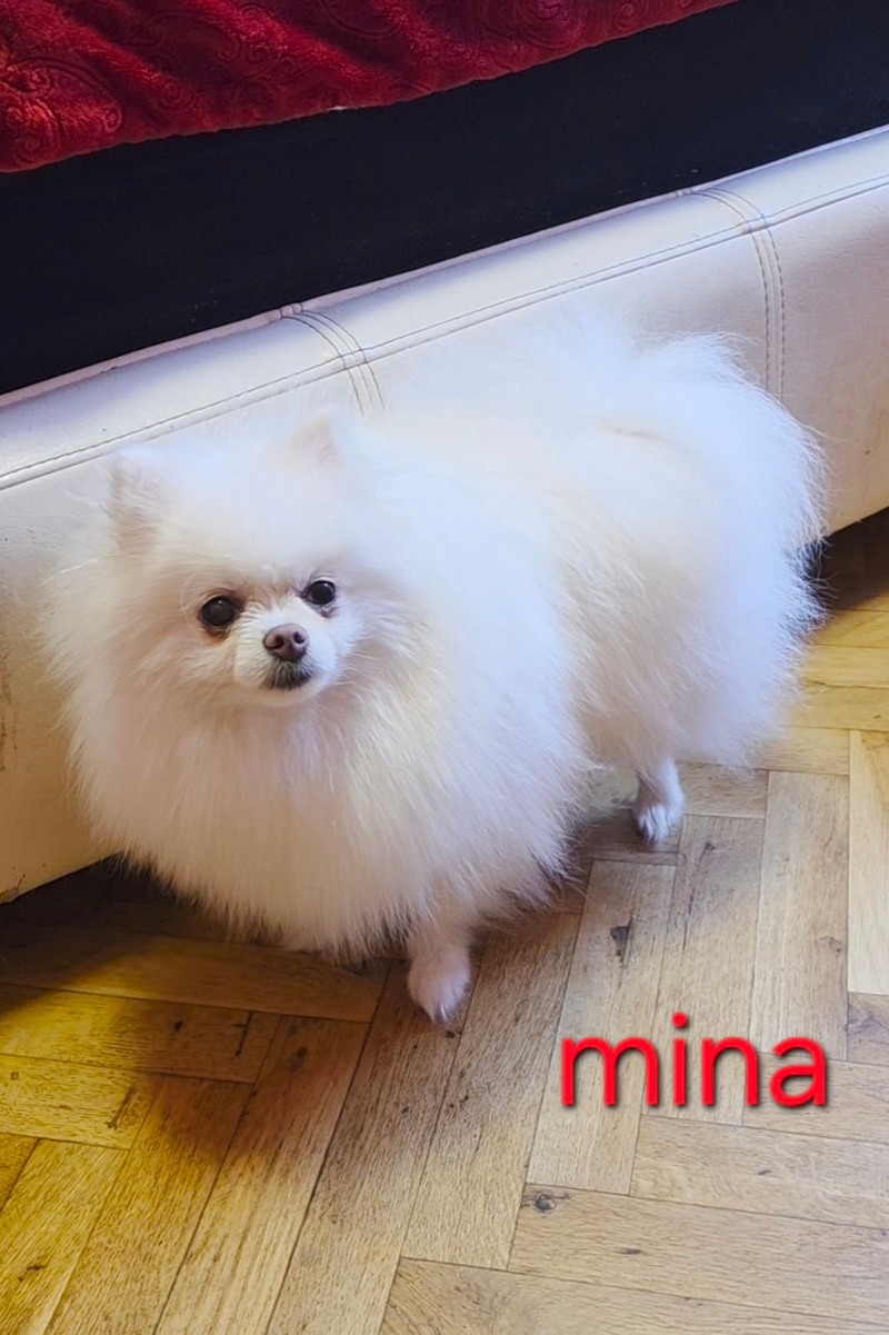 Mina 600€ mala kompaktna mirne naravi