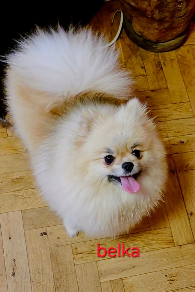 1000€ mlada zenka gusta dlaka teddy bear pomeranac