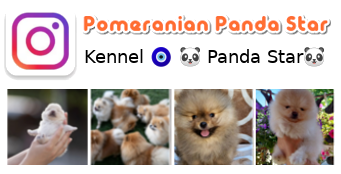 Pomeranian Boo Kennel Instagram stranica